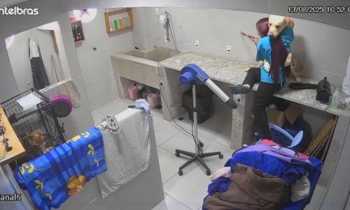 Sheik empolga em clinica veterinaria de Juiz de Fora Imagens cedidas à Itatiaia pela clínica PAA.jpg