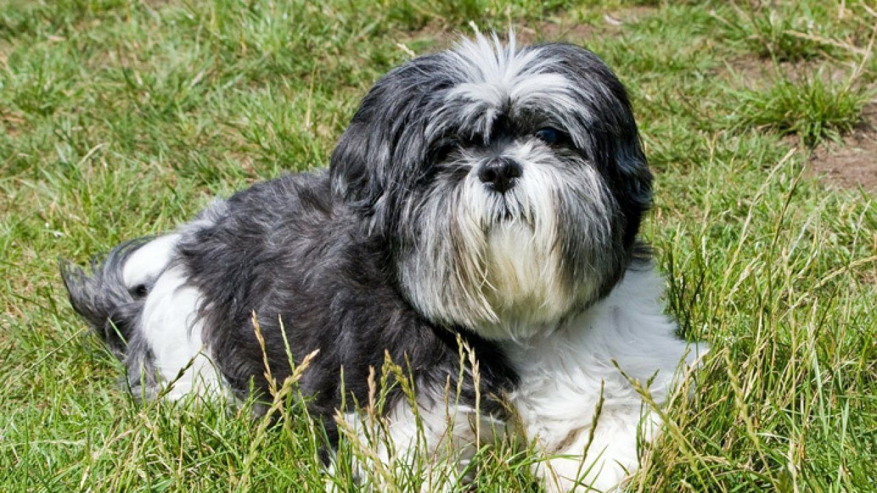 Briga por guarda de pet é decidida após reação de cão ao ver tutor
