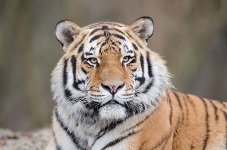 tigre siberiano