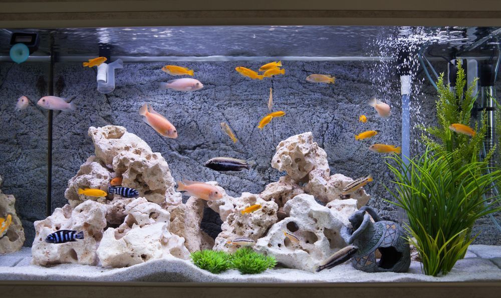 O que você precisa saber para montar um aquário em casa