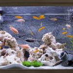 Entenda como aquários plantados promovem a saúde dos peixes