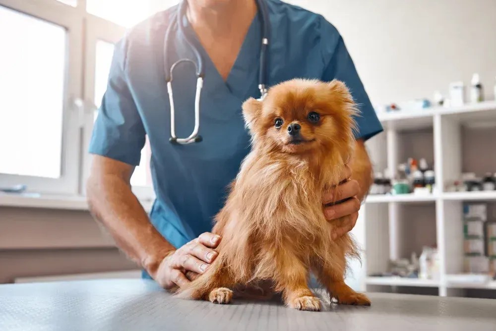 Cuidados são essenciais para proteger os pets durante o verão