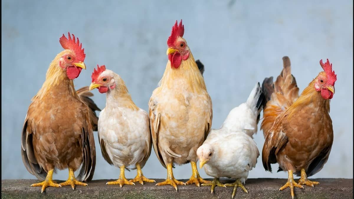 Órgãos oficiais, conselhos e associações realizam força-tarefa para prevenir gripe aviária no estado
