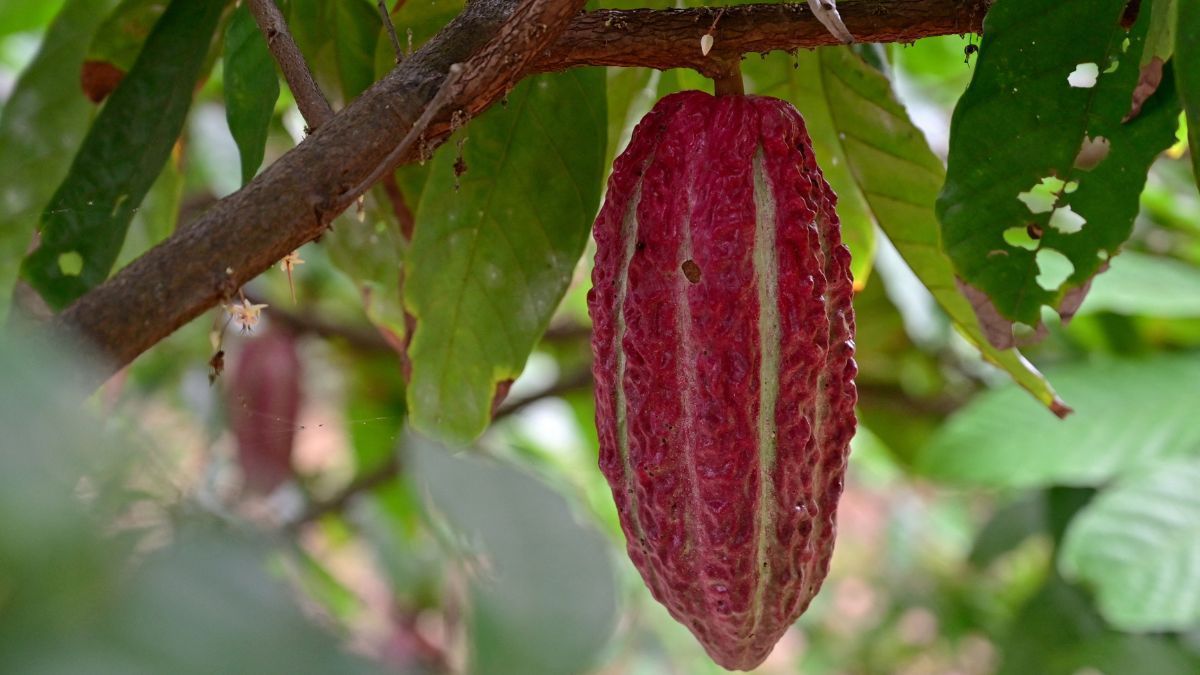 Cacau vale ouro: escassez global impulsiona economia do Equador