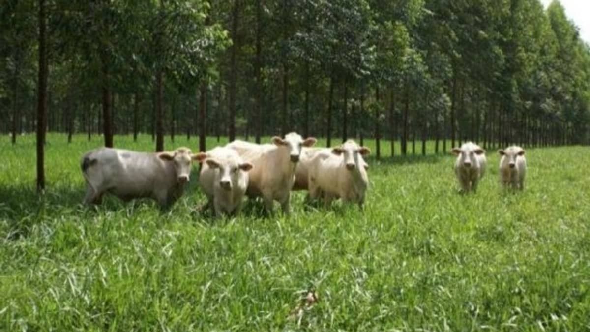 Agricultura familiar e o meio ambiente no Plano Safra