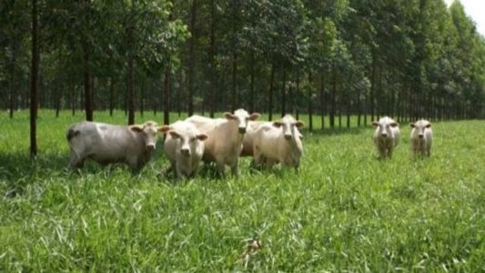 Sistema de Integração lavoura-pecuária-floresta