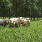 Agricultura familiar e o meio ambiente no Plano Safra