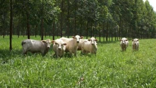 Sistema de Integração lavoura-pecuária-floresta