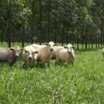 Agricultura familiar e o meio ambiente no Plano Safra