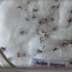 Cidades do interior de Minas estão em alerta para alta de casos dengue 