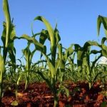 Calor afetará safras de soja e milho e pode explicar baixa estimativa para 2024