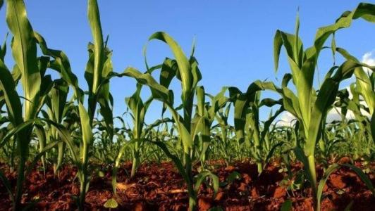 Situação tende a beneficiar a soja e milho cultivados nas regiões abaixo do estado do Paraná.