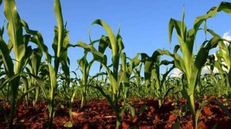 Situação tende a beneficiar a soja e milho cultivados nas regiões abaixo do estado do Paraná.