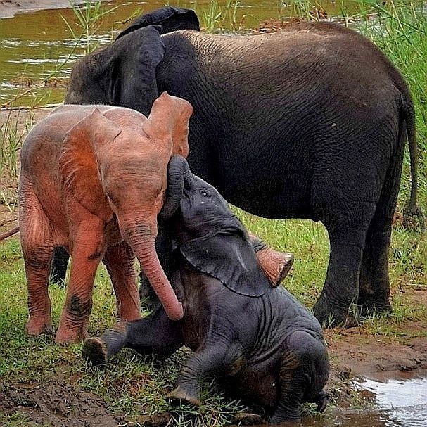 Vídeo: filhote de elefante cor-de-rosa é flagrado tomando banho em rio na Africa do Sul