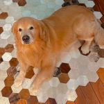 Kits de meia maratona terão alternativa para doar ração animal; saiba mais