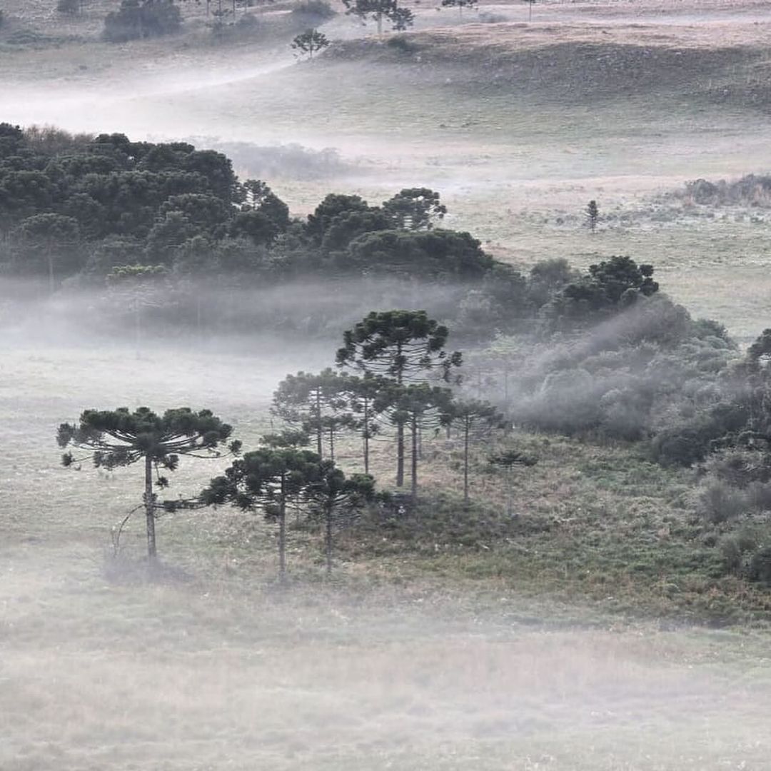Santa Catarina registra temperaturas próximas de 0°C e geadas na madrugada dessa quinta-feira (18)