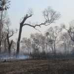 Destruição de santuário no Pantanal deixa araras-azuis, onças e tamanduás em risco