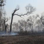 Destruição de santuário no Pantanal deixa araras-azuis, onças e tamanduás em risco