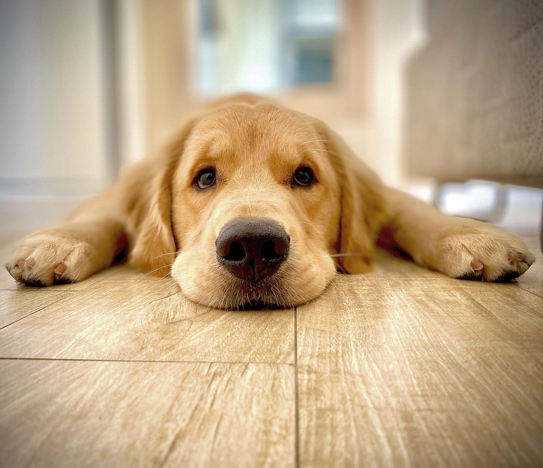 Caso 'cão Joca': saiba os riscos, regras e cuidados no transporte de pets em aviões