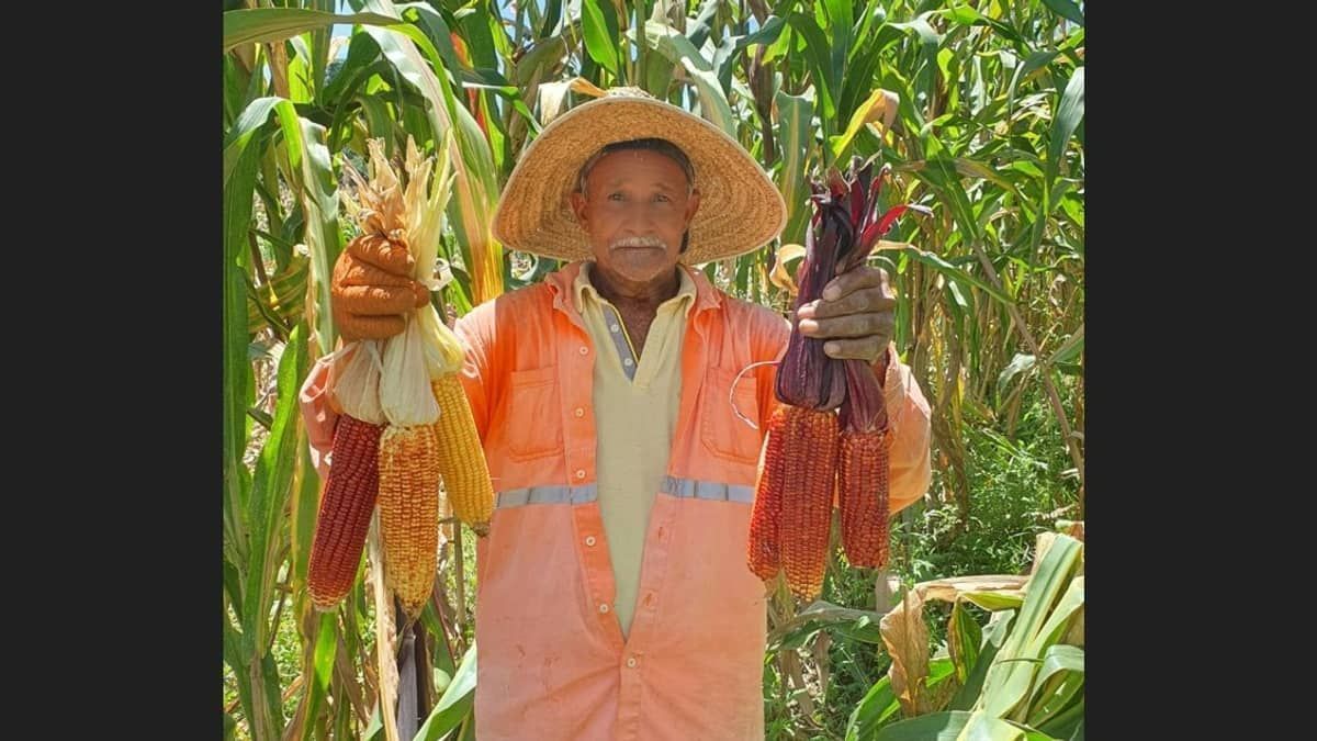 Bonito, colorido e nutritivo, conheça a história do milho crioulo
