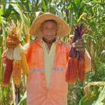 Bonito, colorido e nutritivo, conheça a história do milho crioulo