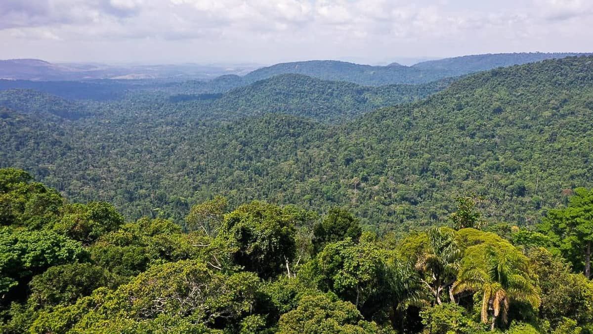 Desmatamento na Amazônia brasileira diminui 68% em abril 