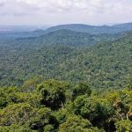 Desmatamento na Amazônia brasileira diminui 68% em abril 
