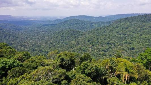 Sob a presidência de Bolsonaro, o desmatamento anual médio na Amazônia aumentou 75% em comparação com a década anterior
