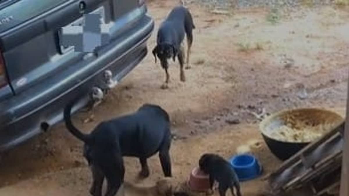 Rainha da sambiquira, que vende espeto a R$ 2, usa sobra da iguaria para alimentar cães de rua