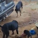 Rainha da sambiquira, que vende espeto a R$ 2, usa sobra da iguaria para alimentar cães de rua