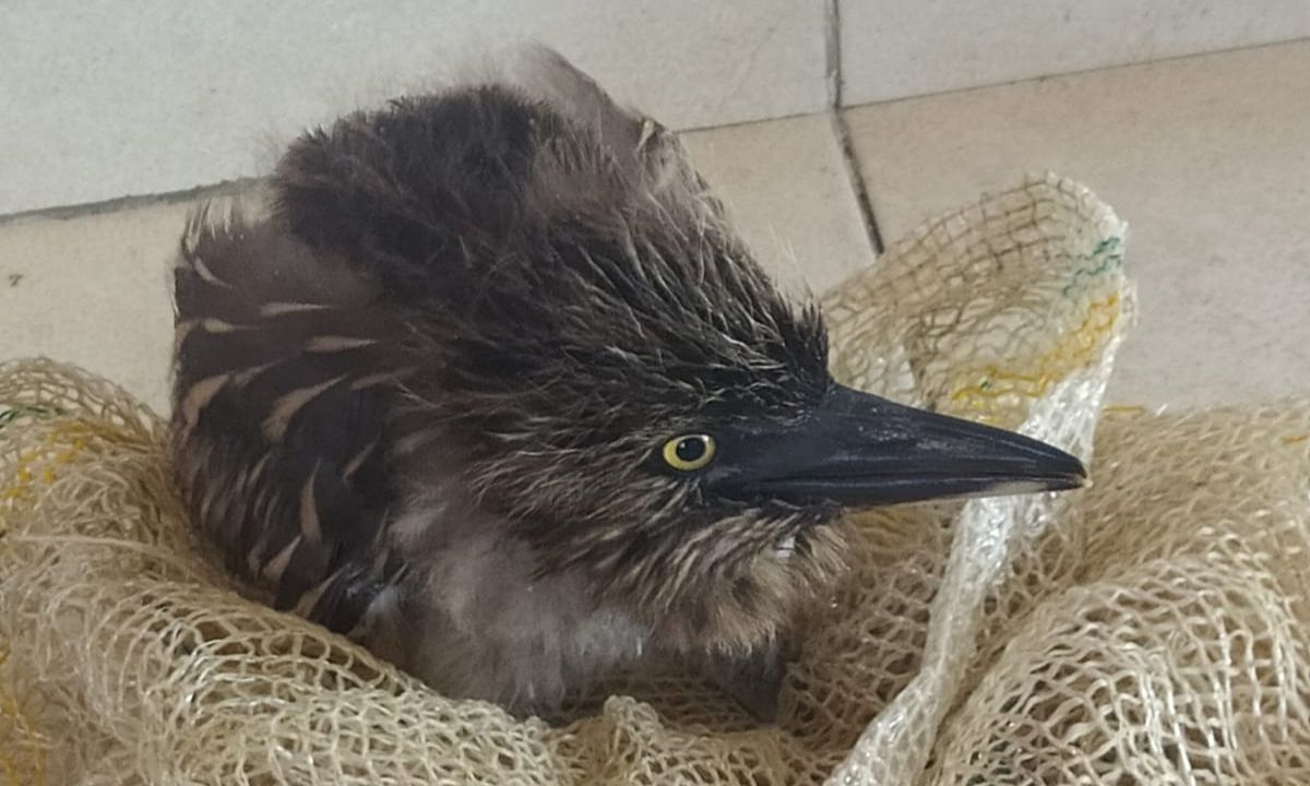 Filhote de socó-dorminhoco é resgatado na BR 116 em Muriaé (MG)