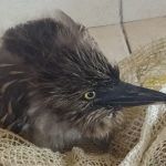 Filhote de socó-dorminhoco é resgatado na BR 116 em Muriaé (MG)