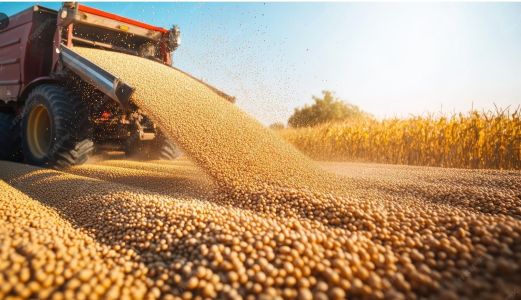 EUA vai perdendo o jogo da soja para o Brasil