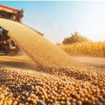 Socorro Mr. Trump! EUA vai perdendo o jogo da soja para o Brasil