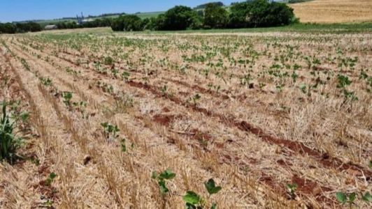 Soja danificada pela seca