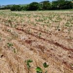 El Niño põe soja e milho na roleta russa