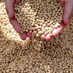 Seca faz Argentina perder metade da produção de soja em sua principal região produtora 