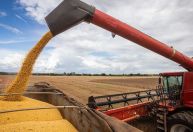 Rondônia deve colher 2,7 milhões de sacas de café com produtividade recorde