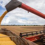 Rondônia deve colher 2,7 milhões de sacas de café com produtividade recorde