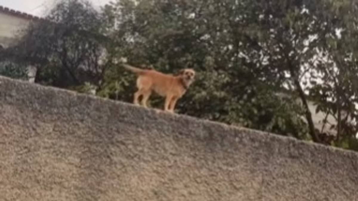 Vídeo: 'cadela alpinista' faz sucesso ao passear por cima de muros e telhados na Grande BH