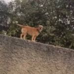Vídeo: 'cadela alpinista' faz sucesso ao passear por cima de muros e telhados na Grande BH