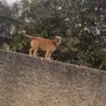 Vídeo: 'cadela alpinista' faz sucesso ao passear por cima de muros e telhados na Grande BH