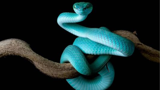 Sonhar com cobra tem vários significados