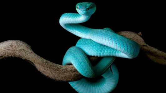 Sonhar com cobra tem vários significados