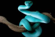 Cobra de estimação pode transmitir doenças mesmo parecendo saudável? Veja os cuidados essenciais