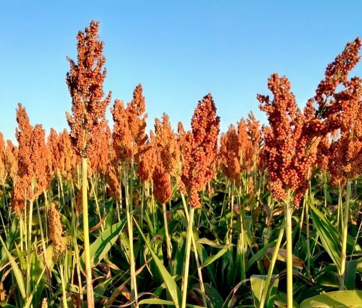 Quem disse que sorgo só serve para o gado? Conheça o projeto que incentiva plantação do cereal no semiárido