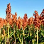 Quem disse que sorgo só serve para o gado? Conheça o projeto que incentiva plantação do cereal no semiárido