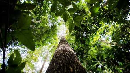 SOS Mata Atlântica atua na promoção de políticas públicas para a conservação do bioma mais ameaçado do Brasil por meio do monitoramento