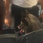 Cadela foge de casa para 'assistir' show da banda Metallica