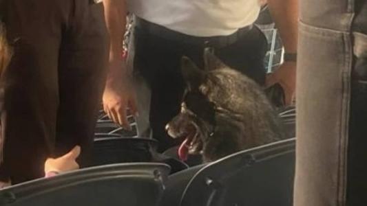 Storm entrou de graça em estádio e acompanhou a banda em uma dos assentos